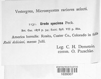 Phragmidium peckianum image
